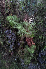 Hymenophyllum flexuosum