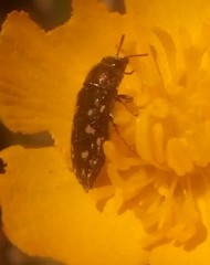 Acmaeodera tubulus