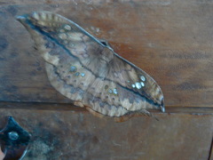 Copaxa multifenestrata