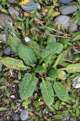 Rumex neglectus