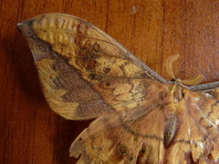 Copaxa multifenestrata