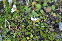Euphrasia repens