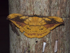 Copaxa multifenestrata