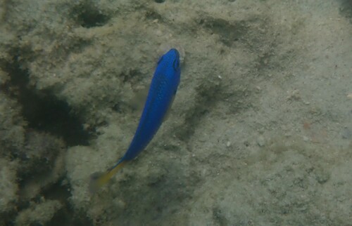 Similar damsel (Pomacentrus similis) — Pomacentridae — 5