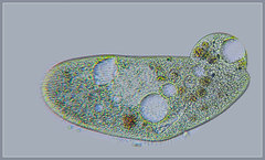 Paramecium aurelia