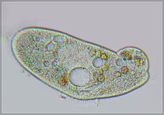 Paramecium aurelia