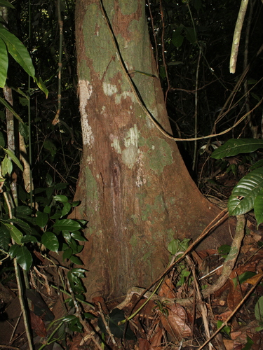 Pouteria triplarifolia image