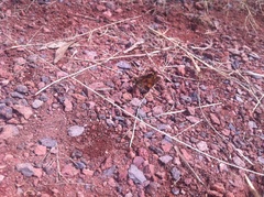 Lon melane vitellina