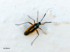 Garganus splendidus