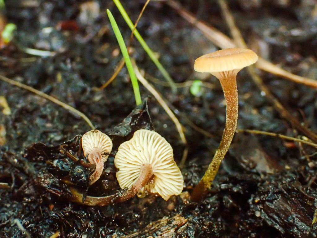Xeromphalina sp. 'CA01'