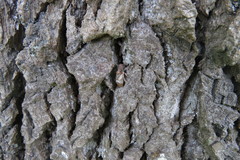 Pterolophia annulata