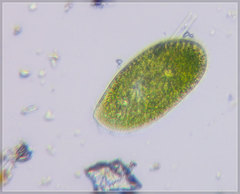 Paramecium bursaria
