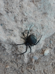 Latrodectus tredecimguttatus