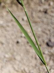 Eragrostis