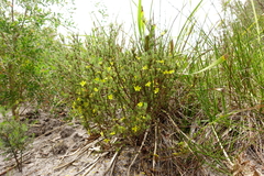 Hibbertia prostrata