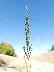 Eragrostis