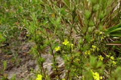 Hibbertia prostrata