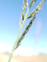 Eragrostis