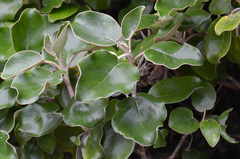 Brachyglottis rotundifolia rotundifolia