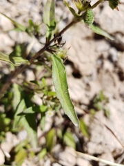 Eclipta prostrata