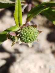 Eclipta prostrata