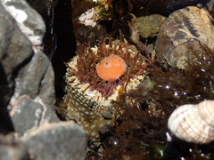 Aplidium benhami