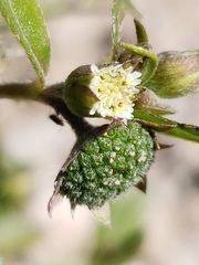 Eclipta prostrata