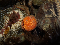 Aplidium benhami