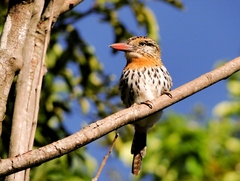 Nystalus maculatus striatipectus