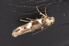 Pyroderces deamatella