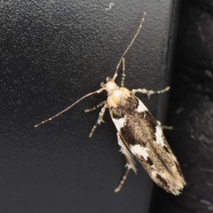 Pyroderces deamatella