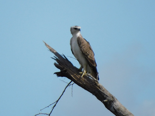 Martial Eagle