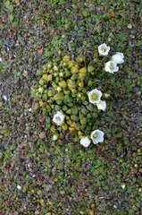 Gentianella saxosa