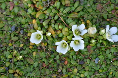 Gentianella saxosa
