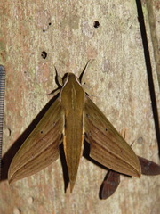 Xylophanes crotonis