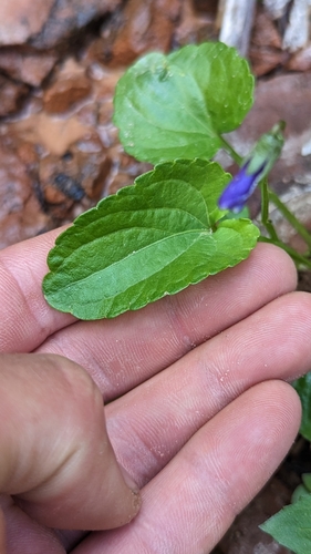 Image of Viola clauseniana by (c) Darrin Gobble, some rights reserved (CC BY)