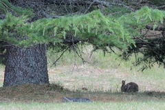 Oryctolagus cuniculus cuniculus