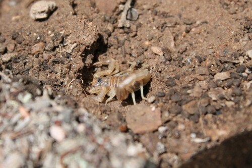 Paruroctonus variabilis