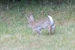 Oryctolagus cuniculus cuniculus