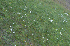 Gentianella saxosa