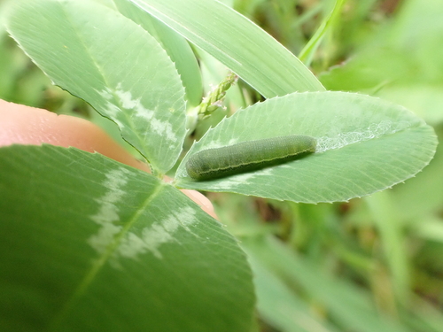 Eastern Pale Clouded Yellow