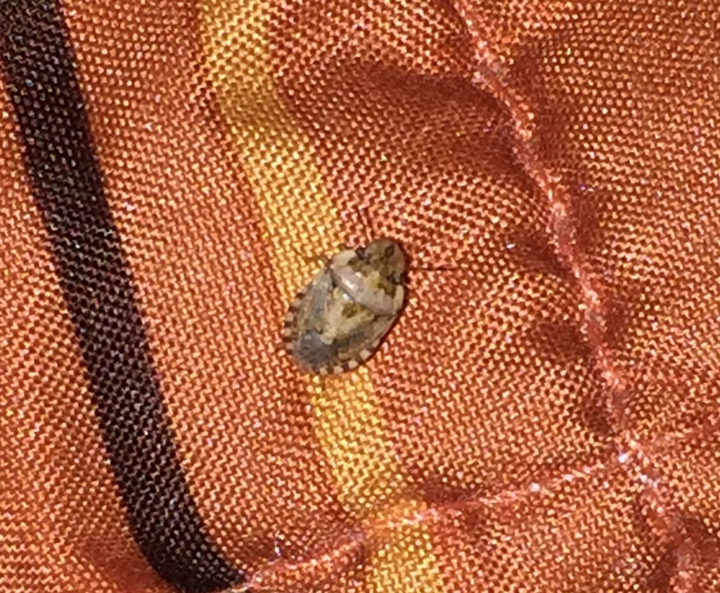 Sciocoris conspurcatus