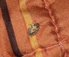 Sciocoris conspurcatus