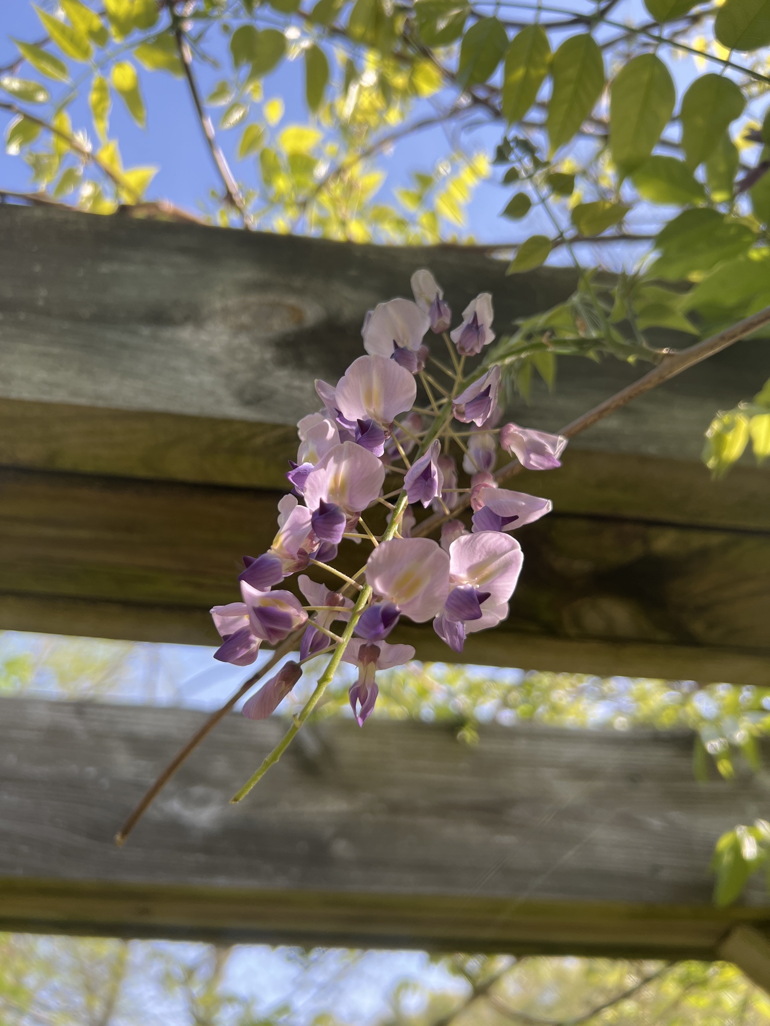 Wisteria X formosa