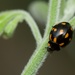 Orange-spotted Ladybird Beetle - Photo (c) Jon Sullivan, some rights reserved (CC BY)