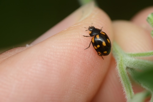 Orange-spotted Ladybird Beetle photo 5