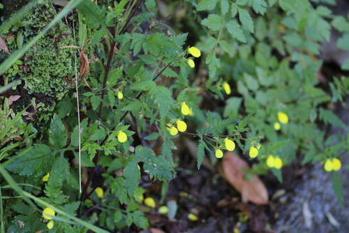 Calceolaria image