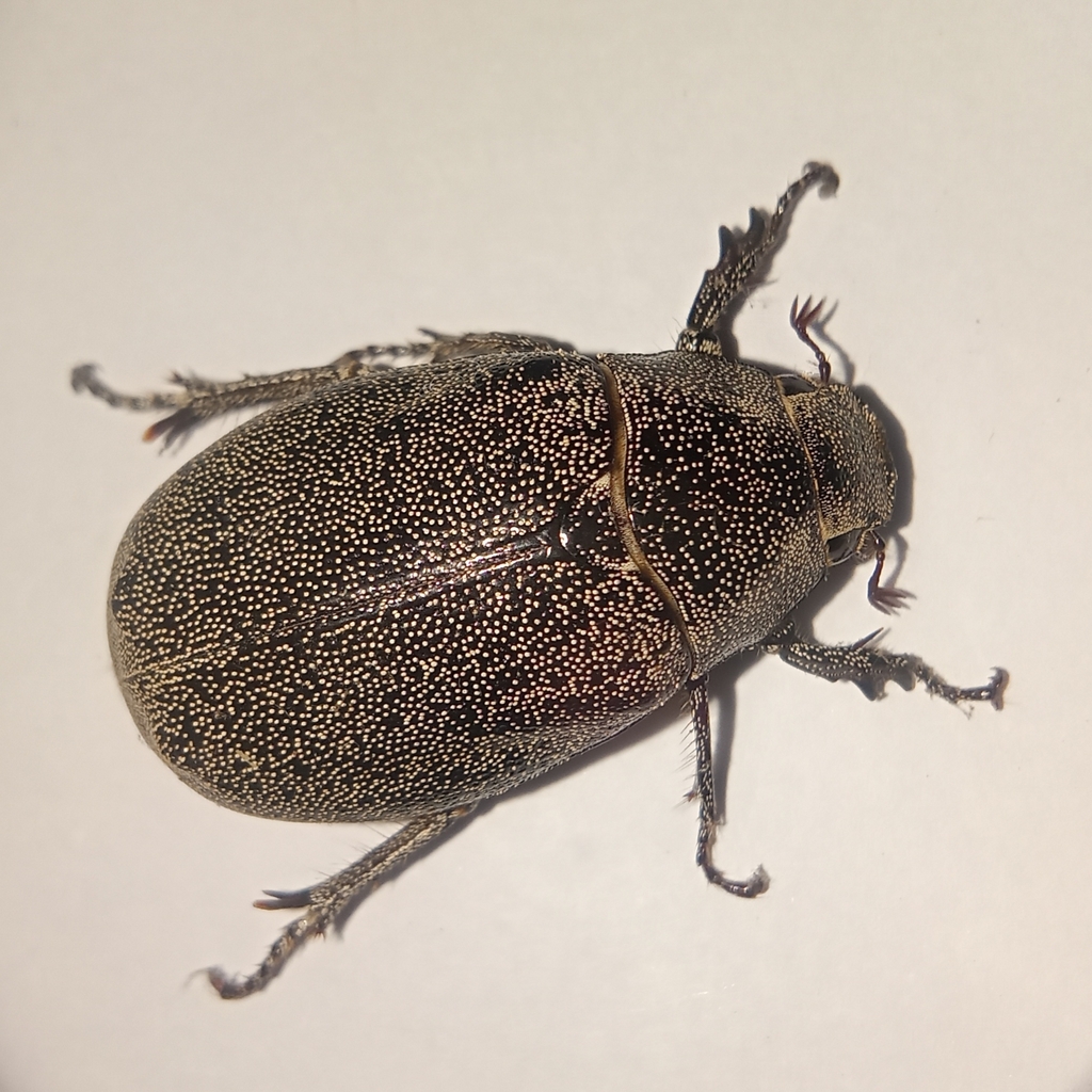 Leucopholis irrorata