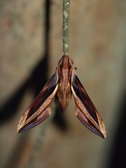 Xylophanes pyrrhus