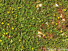 Portulaca quadrifida